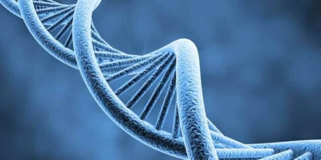 molecola dna