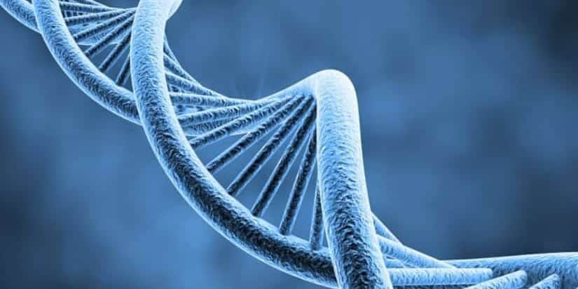 molecola dna